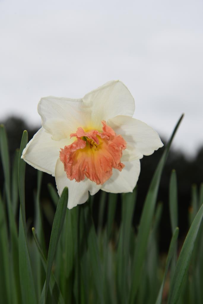 Narcissus Precocious